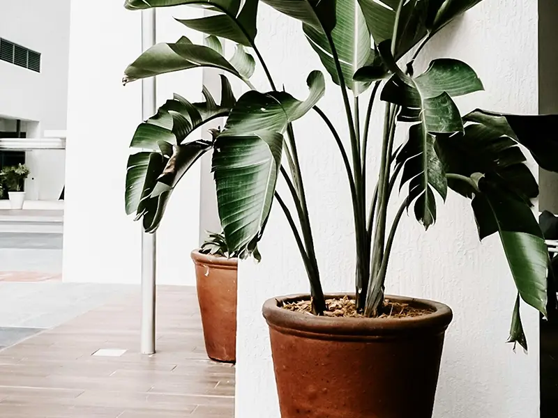 Plant in pot